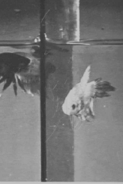 It Was a Lover and His Lass