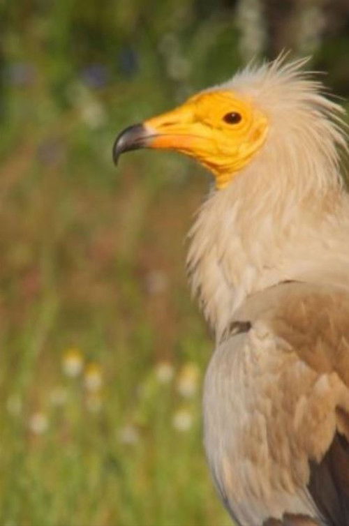 The World of Birds of Prey – Right to Survival poster