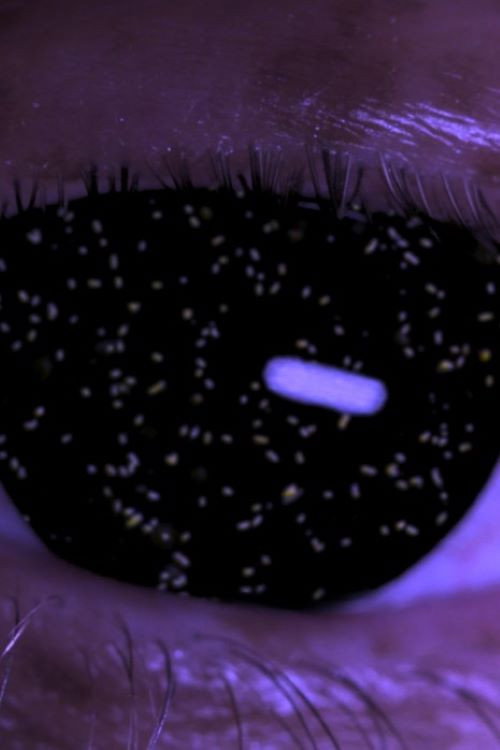 Holobiont