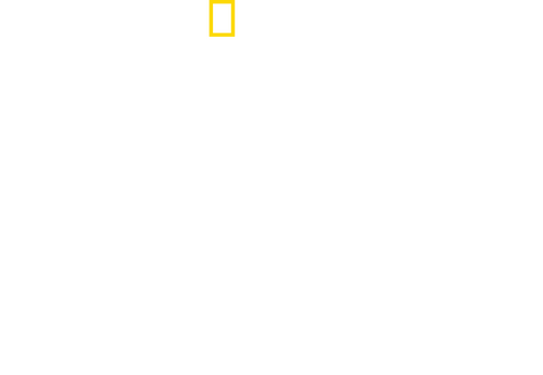 Shark Side of the Moon