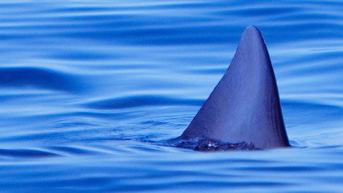Sharks of the Badlands - Season 1 Backdrop Blur