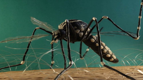 The Life of a Mosquito Backdrop Blur