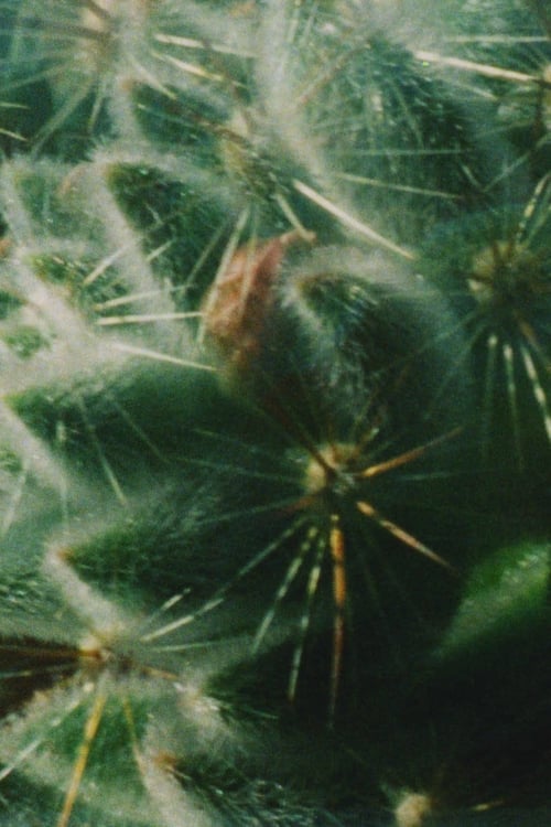 Time-lapses of cacti and succulent over the course of a year. Environmental data drives the tone and filtration of the sounds while the rising and setting of the sun illuminates plant growth in and out phase with each each other.