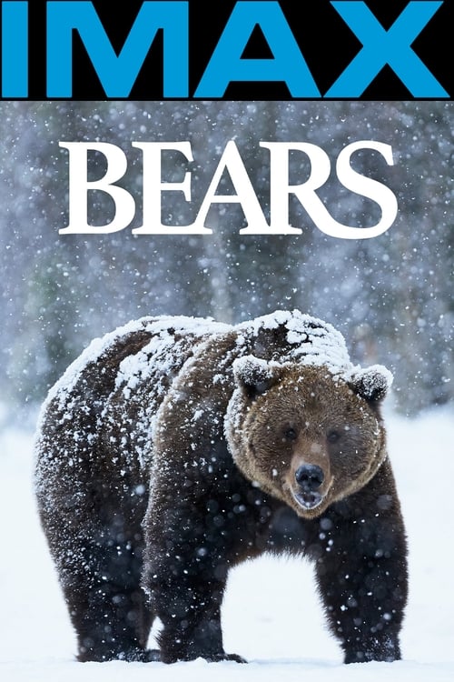 Bears poster