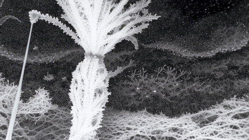 Echoes Between Seeing #3