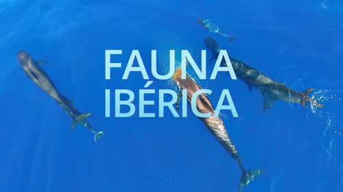 Fauna Ibérica - Season 1 Backdrop Blur