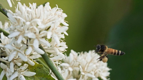 Menschen und Wildbienen - Ein konfliktreiches Zusammenleben Backdrop Blur