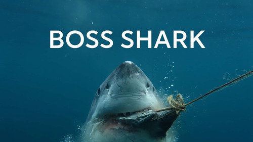 Boss Shark still