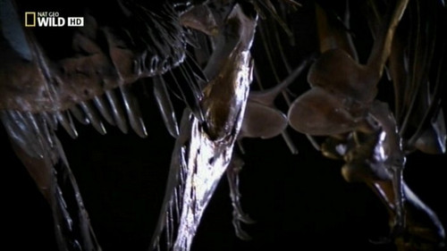 Dinomania Backdrop Blur