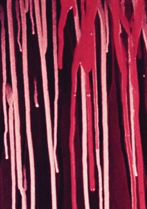 Póster oficial de Drips in Strips (1961)