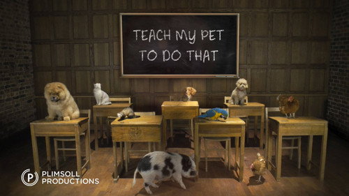 Teach My Pet to Do That - Season 1 Backdrop Blur