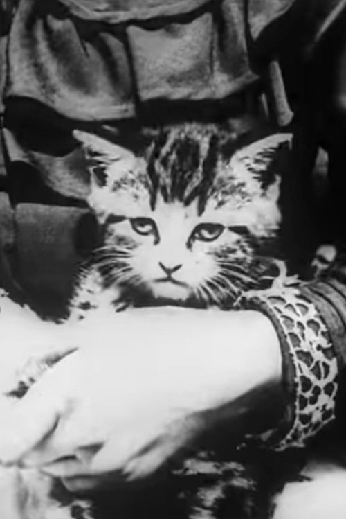 The Sick Kitten poster