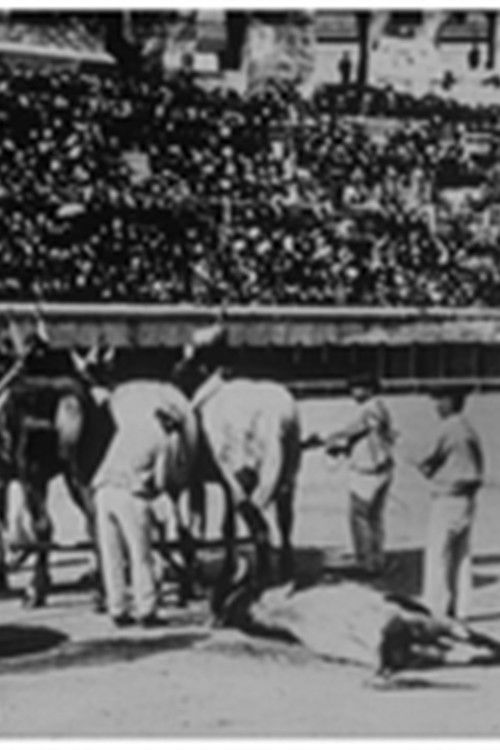 Course de taureaux : départ