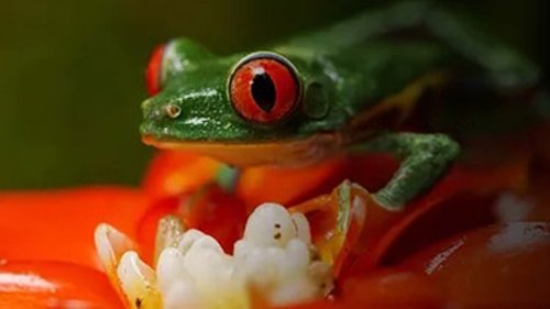 Le Retour des animaux
