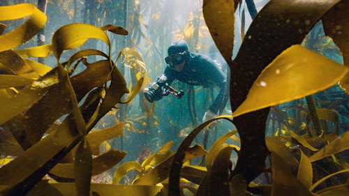 Der Kelpwald - Südafrikas geheimnisvolle Unterwasserwelt Backdrop Blur