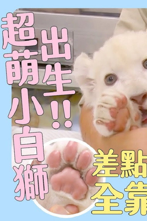 超Q萌！日本動物寶寶大集合～超萌小白獅出生！差點胎死腹中 全靠飼育員奇蹟搶救