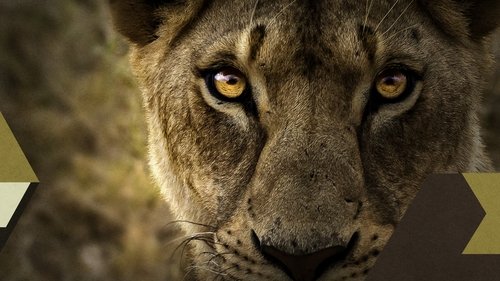 Malika the Lion Queen Malika the Lion Queen