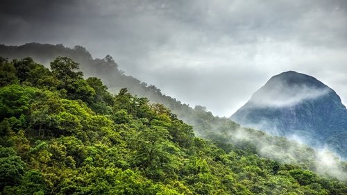 La forêt des nuages