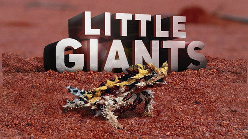 Little Giants – Kleine Tiere ganz groß Bild 4
