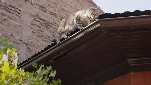 Letters to My Dead Parents