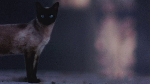 The Perils of Priscilla