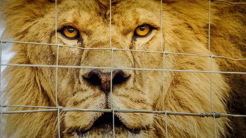 Des lions, des os et des armes - Le trafic des fauves Backdrop Blur