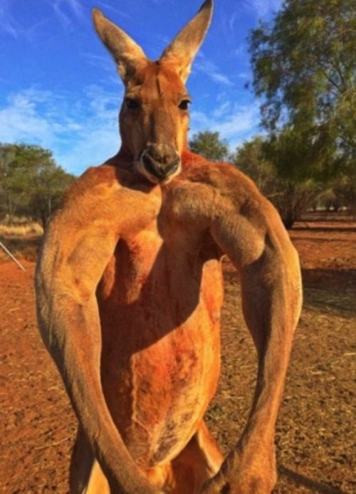 Big Red: The Kangaroo King movie poster player