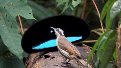 Diaries - Trouble in Paradise