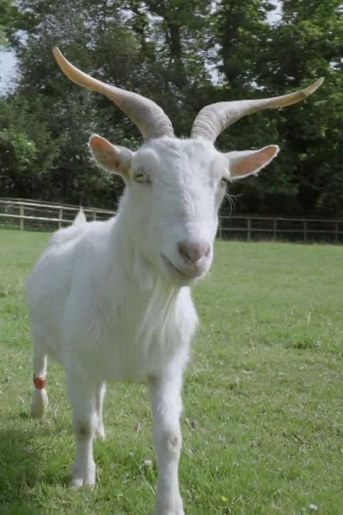 Smart as a Goat (2019)