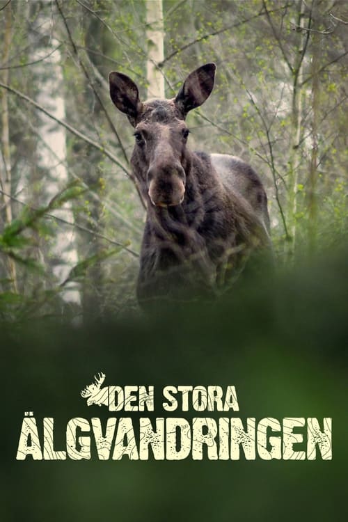 Poster Den stora älgvandringen