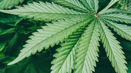 Cannabis — Fundos 4