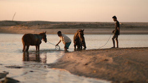 The Irreplaceable Sumba — Fondos 1