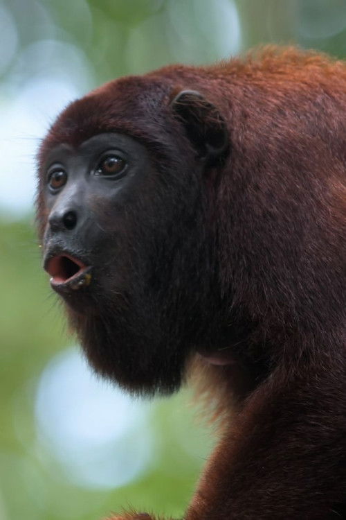 Záhady kouzelných lesů