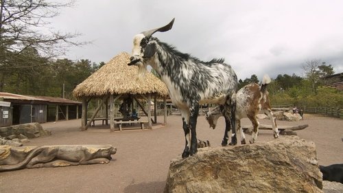 Épisode 11