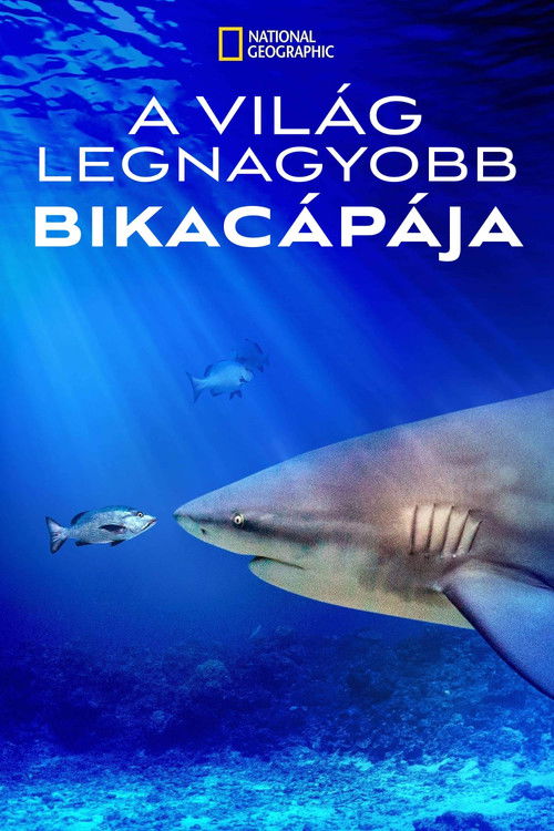 World's Biggest Bull Shark? poster