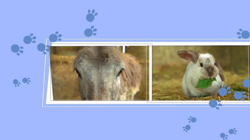 Animals-Pedia - Season 1 Backdrop Blur