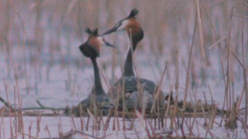 The Sounds of the Northern Forests