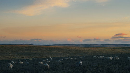 The Voices of Silence