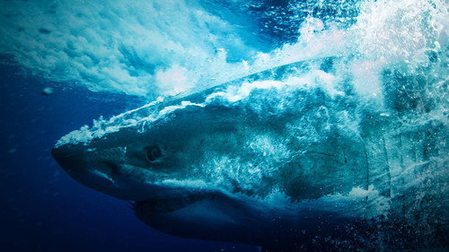 Кадр из Shark Vortex