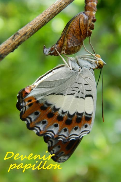 Devenir papillon (2021)