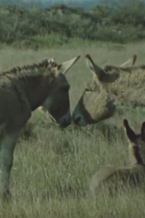 Paarungsverhalten beim Hausesel im Herdenverband (1988)