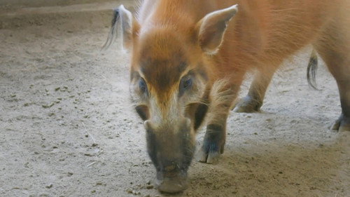 Hog Wild