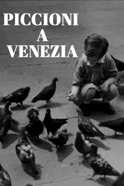 I piccioni di Venezia still 1