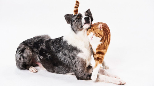 Dog Tales And Cat Tales - Season 1 Backdrop Blur