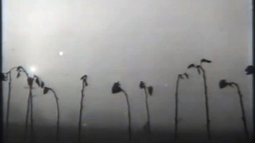 Turya - the Land of Polissya