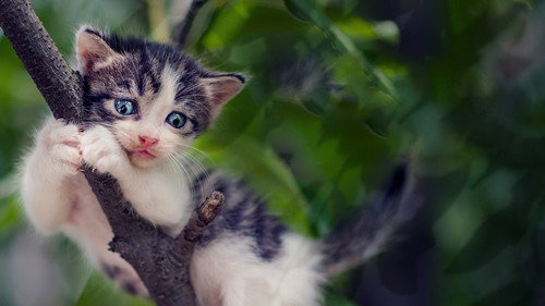 Treetop Cat Rescue - Season 1 Backdrop Blur