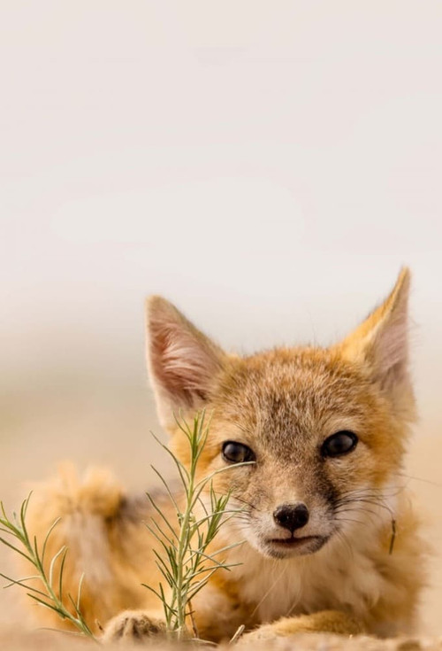 Dogs in the Wild: Meet the Family