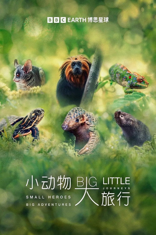 小动物大旅行第一季