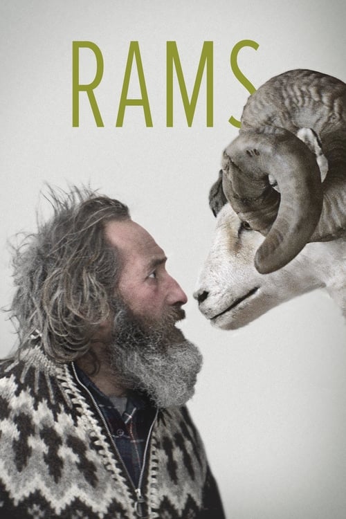 Grootschalige poster van Rams