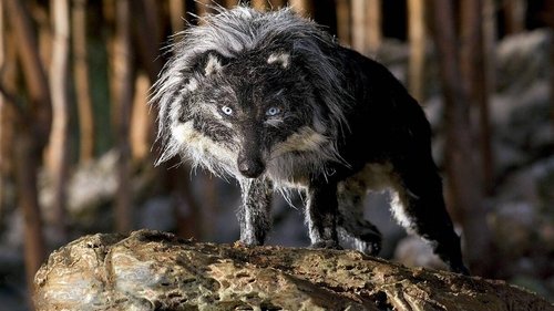 Peter & the Wolf image 6